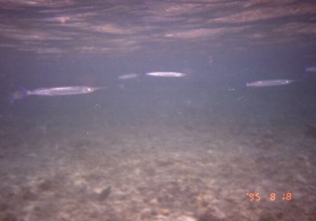 サヨリが泳いでいます。捕って刺身にしたい。