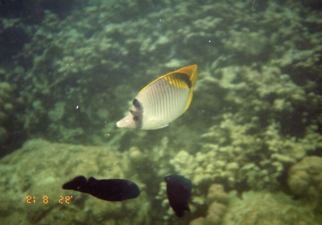 PPR前も魚はたくさんいます。