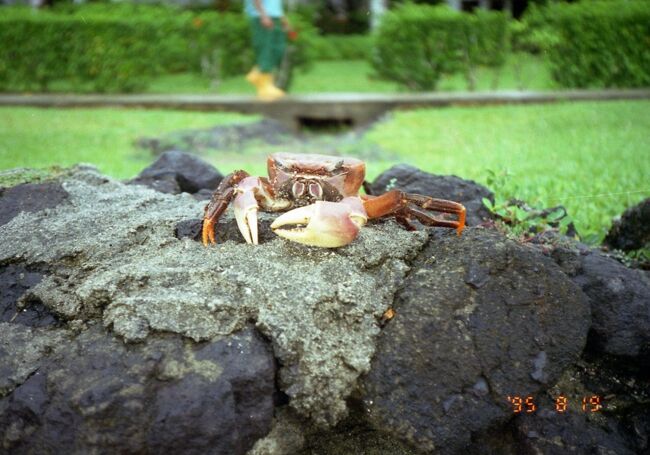 オカガニの骸。