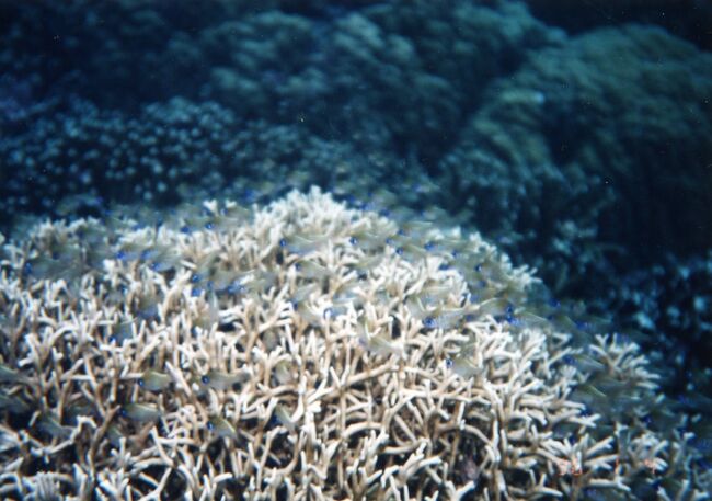 エダサンゴと小魚。
