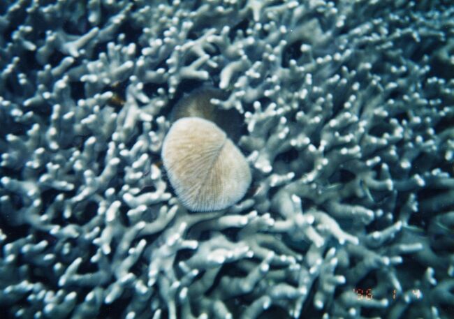 真ん中にあるのはクサビライシというサンゴ。