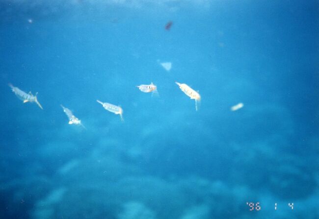 サヨリが泳いでいきます。