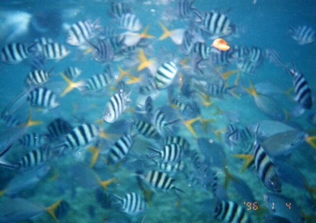 食べ物に狂喜乱舞するスズメダイ。