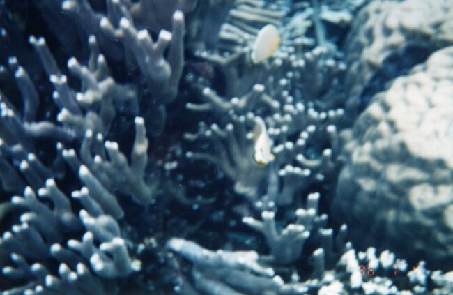 黄色の魚は水中では目立ちます。