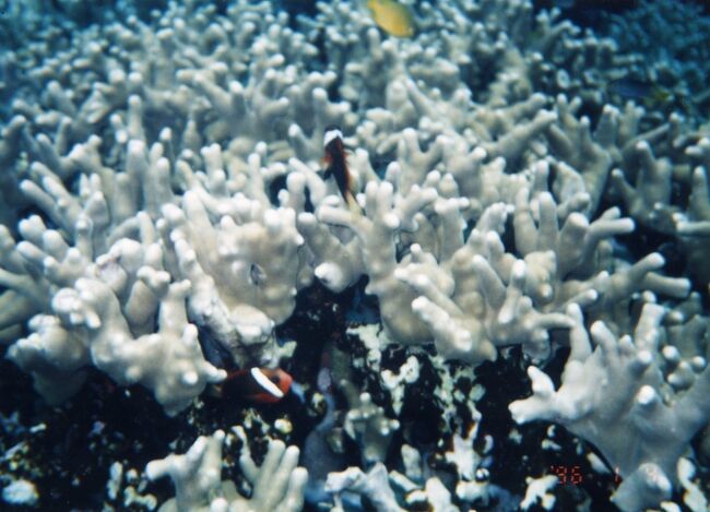 毎度おなじみのクマノミ。