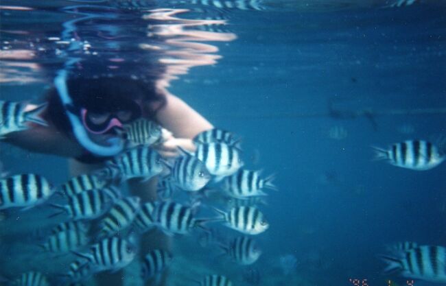 スズメダイを追う。