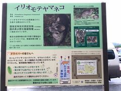 翌朝、上原港へ。イリオモテヤマネコには遭えませんでしたが、元気でね！