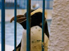 ◆ペンギンさん
最果ての水族館のペンギンさん。