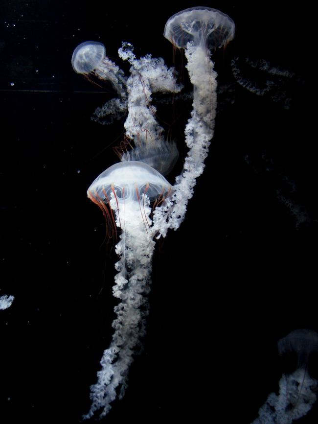 クラゲの水族館でキタゾウアザラシに会ってきたお話 2 クラゲの部 鶴岡 山形県 の旅行記 ブログ By しろんさん フォートラベル クラゲの水族館でキタゾウアザラシに会ってきたお話 2 クラゲの部 鶴岡 山形県 の旅行記 ブログ By しろんさん フォートラベル
