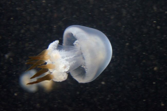 クラゲの水族館でキタゾウアザラシに会ってきたお話 2 クラゲの部 鶴岡 山形県 の旅行記 ブログ By しろんさん フォートラベル