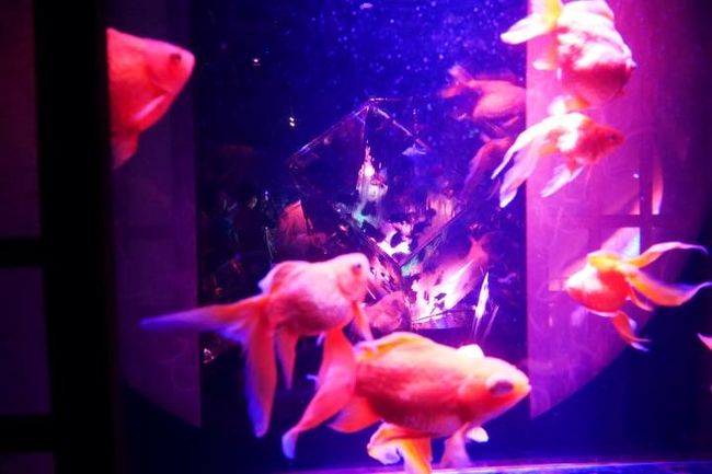 年秋 Go To Tokyo フォーシーズンズホテル東京大手町 Pigneto でランチ アートアクアリウム美術館で金魚鑑賞 夫婦で 丸の内 大手町 八重洲 東京 の旅行記 ブログ By 働きマンさん フォートラベル