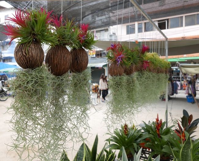 おっと、これはミャンマーとの国境（ダンシンコーン）で売っていた華麗な植物【ヌワット.ルーシー】．．．値段を聞くと1鉢50B　２鉢　お買い上げ～