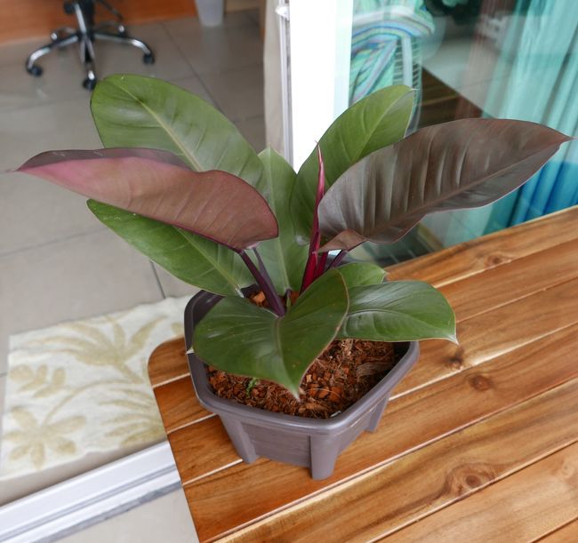 【セーティー.ルワイ.サッ】