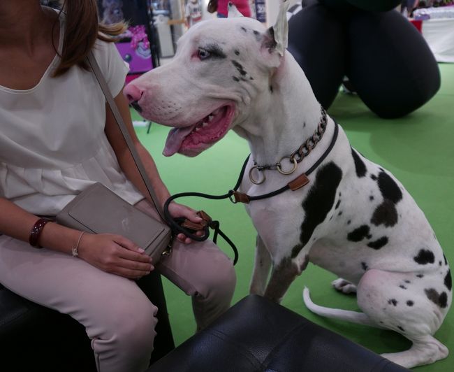 これは大きな犬で触れるのが怖かった。