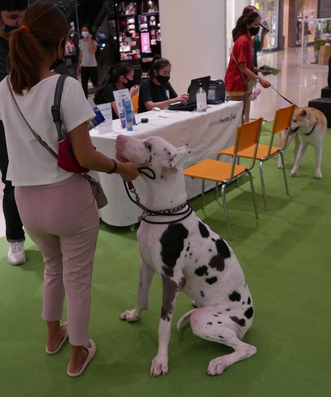 この犬ずーっと尾を下げていました．．．思ったより肝っ玉は小さいようです。