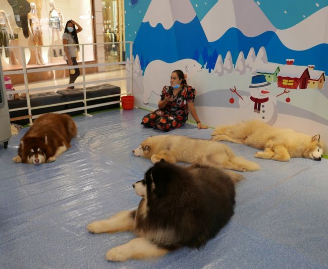 これも巨犬で肥満気味。