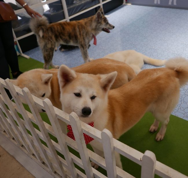 これは一休も飼ったことが有る日本の秋田犬です。