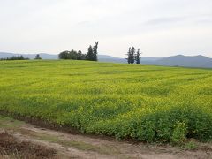 美瑛といえば・・・の丘めぐり。

美しい景色を見るにはサイクリングもおすすめと
ガイドブックなどには載っていますが
美瑛の丘は想像以上に起伏があります。
体力のない方には結構キツイと思われます。

確かに・・車ではなかなか小回りきかないのは
事実です。
まずは「マイルドセブンの丘」
あ～～良いねこの感じ。
初めて北海道を旅した時
列車から見るこういう風景にうっとりしたこと・・
思い出しました。
当時はまっていた「葉祥明」のイラストの世界観。

