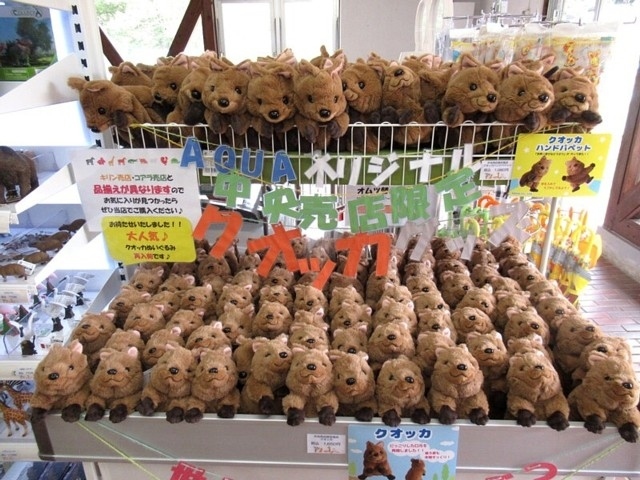 クオッカの笑顔を収穫しに 埼玉県こども動物自然公園 東松山 埼玉県 の旅行記 ブログ By おかかさん フォートラベル