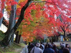11月26日、京都紅葉の旅1日目です。今日はこれから東福寺、八坂神社、知恩院、清水寺を訪れる予定です。最初の見学場所東福寺を訪れました。まず拝観無料の臥雲橋まで歩きます。すると橋の入口にかかっているはずの撮影禁止の札がありません。もしやと思ったのですが、やはり皆さん自由に撮影しています。係の方からも注意や指示がありません。時刻が１５：３０近くになり混んでいなかったせいか、臨機応変な対応をしていただけたのでしょうか。ラッキーでした。続いて臥雲橋から参道を歩き、通天橋に向かいます。