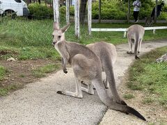 ２日目は那須どうぶつ王国へ
入園券＋バーベキュー食べ放題のチケットを3800円で購入

犬も一緒に歩ける道は限られており、犬が一緒の場合、動物はあまり観ることができません
が、一時預かりのサービスも実施しており、犬を預けてまわることもできます！