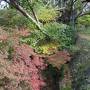 古都の紅葉（2）　☆　奈良公園と東大寺