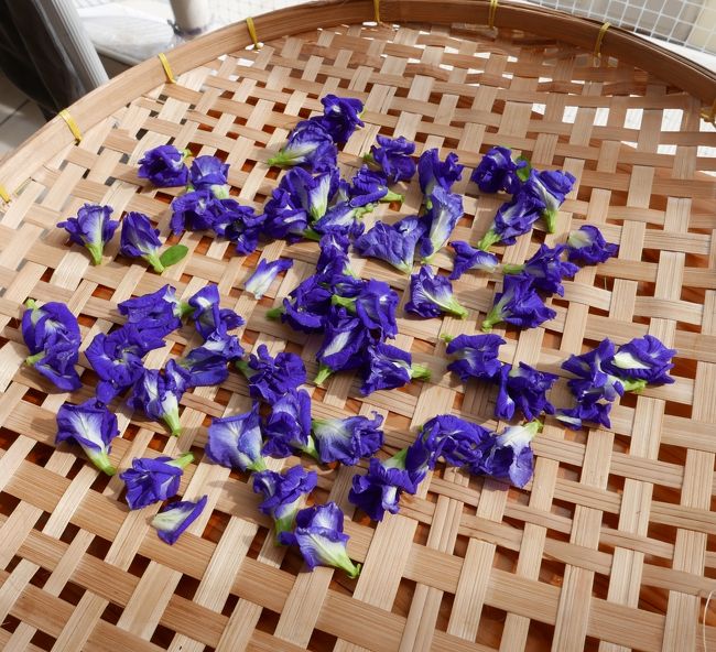 21日　この3日間よく雨が降りプールは行けなかったが今日は天気が良く行って見るとバタフライピー（アンチャン）の花が咲いていました（初めて大量にゲット）早速天日干し。