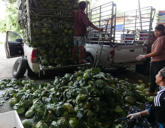 キャベツ、野菜は優しく接してくれよ！　<br />高原のベッチャブーンかメソートから来たんだろうが荷台から落としよる、傷がつくやろ！！バカモン！！