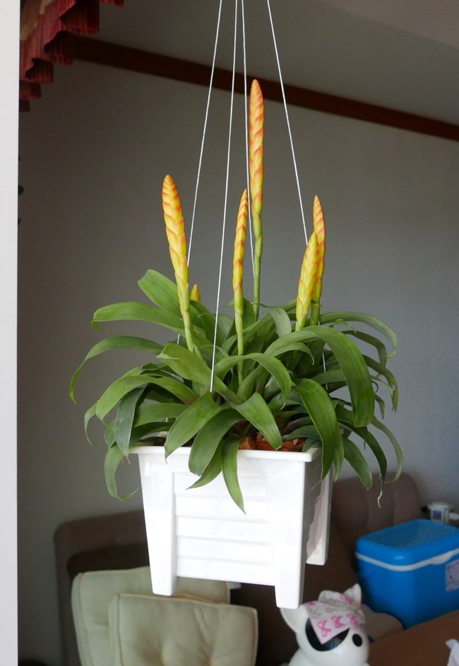 22日　新しく一休の住まいに買われてきた植物【ペッ.プラカーイ.ションプー】