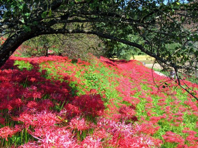 19年10月那須町 蓑沢彼岸花公園 少し見ごろを過ぎた彼岸花を見てきました 那須 栃木県 の旅行記 ブログ By ごまさん フォートラベル