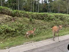 摩周から阿寒湖への道でも鹿に出会います