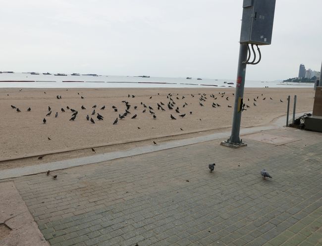 鳩だけ異常に多くなっていますが人がいないのでエサ不足でしょうね。<br />コンドーの空き部屋のベランダに巣を作るので厄介ですよ、そしてプールの水を飲みに来る、そしてウンチもするバカモン！！