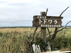 トドワラとは「トドマツの原っぱ」が語源だそうです。
野付半島には江戸時代の中頃までトドマツ・エゾマツ・ハンノキなどの原生林があったそうですが、半島周辺の地盤沈下により海水が浸入して立ち枯れの森となり現在も浸食や風化が進み、残された立ち枯れは少なくなってきているそうです。