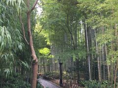 修善寺へ^ ^

綺麗な竹林を歩きました。