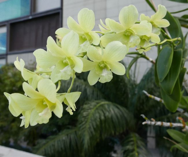 雨が多くなったためか蘭の花が多く咲きました。