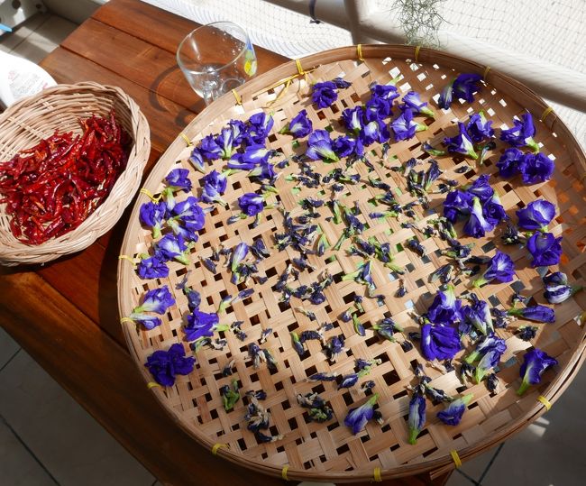 今日プールサイドで摘んできたバタフライピー（アンチヤン）を日干ししています。<br />中心部の小さいのは数日前の乾燥した品です。<br />左の赤いのは胡椒（プリック）