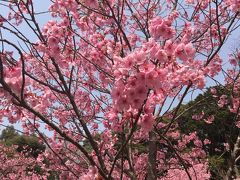 ２１＜映画「陽光桜」＞
映画「紅葉桜」で、笹野高史さんは『世界中に桜が咲き乱れたら、世界中が笑顔で平和になりよるんじゃ』とつぶやきました。その言葉をかみしめながら、ゆっくりと桜を鑑賞しました。
