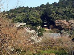２３＜禅林寺（永観堂）＞
「陽光桜」を鑑賞した後、すぐ南にある有名寺院へ。
ここは、京都での指折りの紅葉の名所「永観堂」。
秋は「激混み」ですが、春は「ガラガラ」でした。