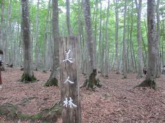 これが美人林。

紅葉の時期はメチャメチャ混むから。