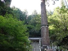 京都市天然記念物 御神木大杉
