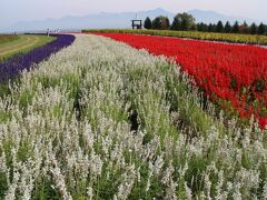 そして、同じ町内の山側にあるフラワーランドです。こちらの花畑もあなどれないですよ。その年によって微妙に植えるものは変わりますが、十勝岳連邦をバックに咲く色とりどりのマリーゴールドの花畑は富良野地区ではNO1だと思います。ただ、今回の写真はすみません、サルビアしかありません。