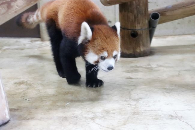 クオッカとトリプル赤ちゃん制覇の埼玉こども動物自然公園 後編 グンディとフェネックの赤ちゃんに会えた レッサーパンダはソウソウと双子の北園 東松山 埼玉県 の旅行記 ブログ By まみさん フォートラベル クオッカとトリプル赤ちゃん制覇の埼玉こども動物自然公園 後編 グンディとフェネックの赤ちゃんに会えた レッサーパンダはソウソウと双子の北園 東松山 埼玉県 の旅行記 ブログ By まみさん フォートラベル
