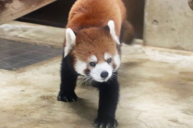 クオッカとトリプル赤ちゃん制覇の埼玉こども動物自然公園 後編 グンディとフェネックの赤ちゃんに会えた レッサーパンダはソウソウと双子の北園 東松山 埼玉県 の旅行記 ブログ By まみさん フォートラベル クオッカとトリプル赤ちゃん制覇の埼玉こども動物自然公園 後編 グンディとフェネックの赤ちゃんに会えた レッサーパンダはソウソウと双子の北園 東松山 埼玉県 の旅行記 ブログ By まみさん フォートラベル