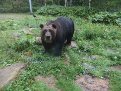 最高齢ヒグマのキャンタ