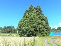 白い花が咲く蕎麦畑にそびえるトトロの木。

木の先端の小さな二つの突起がトトロの耳に見え、ネーミングそのままの姿だ。

