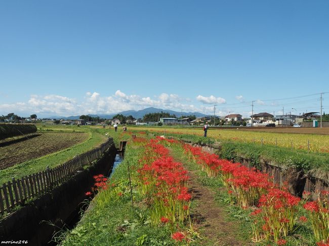 年 小出川の彼岸花 藤沢 江ノ島 神奈川県 の旅行記 ブログ By Morino296さん フォートラベル 年 小出川の彼岸花 藤沢 江ノ島 神奈川県 の旅行記 ブログ By Morino296さん フォートラベル