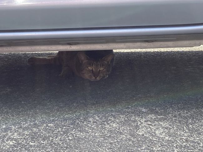 思いのほかツボにハマってしまって長居をしてしまいました。<br />そして、駐車場に戻ると猫が多数。<br />ちょうど車の下にもいて、無理に追い出すのもかわいそうだったので、
