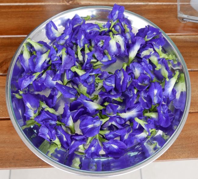 28日のプールサイドでの収穫バタフライピー（アンチャン）<br />市場で買ってもこれだけで5B～10Bですが楽しみで採っています。