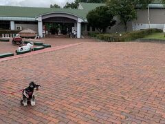 雨雲レーダーとにらめっこしながら、降っていなさそうな八ヶ岳自然文化園にあるわんこのお庭へ