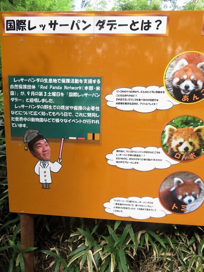 長距離ドライブで北陸信州レッサーパンダ遠征 ４ ３動物園いろいろ 国際レッサーパンダデーにちなんでレッサーパンダのことを知ろう 小松 石川県 の旅行記 ブログ By まみさん フォートラベル